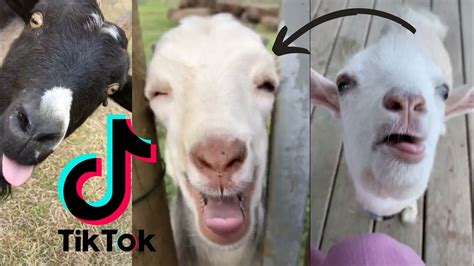 albi the goat|alby the goat tiktok.